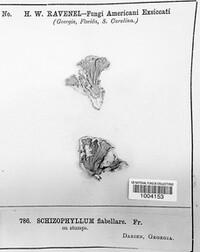 Schizophyllum flabellare image